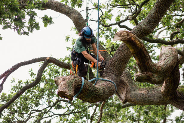 How Our Tree Care Process Works  in  Highland On The Lake, NY